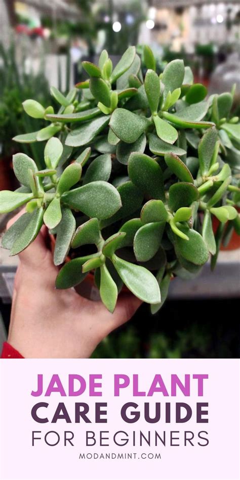 Jade Plant Succulent Care How To Grow Crassula Ovata Artofit