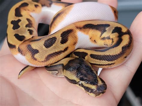 Leopard Enchi Pastel Pied With Smiley Face Ball Python By Serpenotics