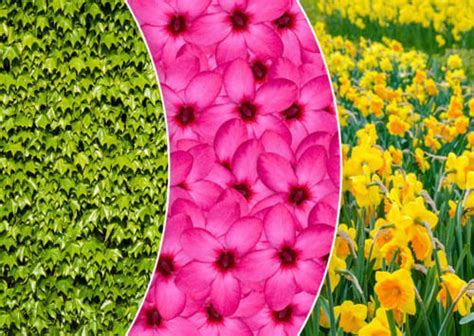 Яд в саду: ядовитые растения на даче, в огороде и вокруг нас: фото и ...