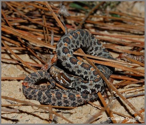 Dusky Pygmy Rattlesnake | Florida Backyard Snakes