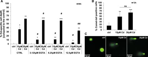 Inhibition Of Cd Toxicity By EGTA And The Effect Of Cd On Endothelial