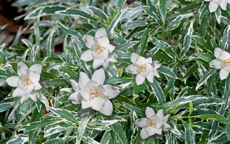 Buy Variegated Creeping Dwarf Gardenia FREE SHIPPING Wilson Bros