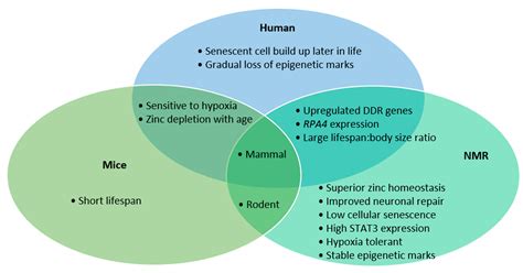 Dna Homeostasis And Senescence Encyclopedia Mdpi