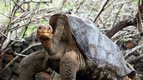 This Giant Tortoises Sexploits Saved His Species From Extinction