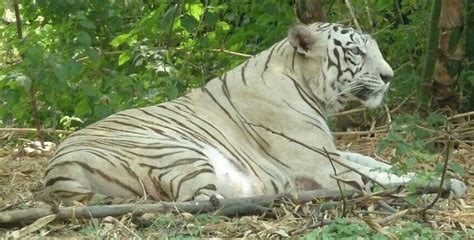 Rajiv Gandhi National Zoological Park - Katraj Snake Park, Pune ...