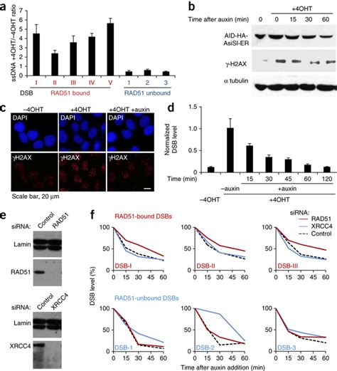 RAD51-bound AsiSI-DSBs are resected and repaired by a RAD51-dependent ...