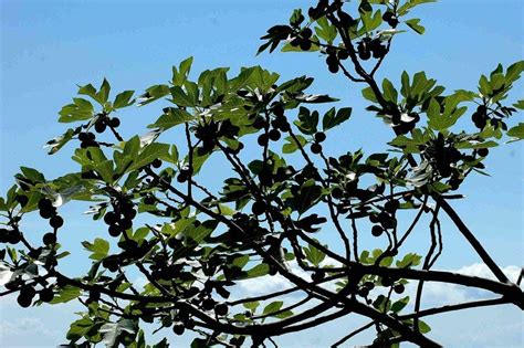 Smokva – Javna ustanova "Priroda"