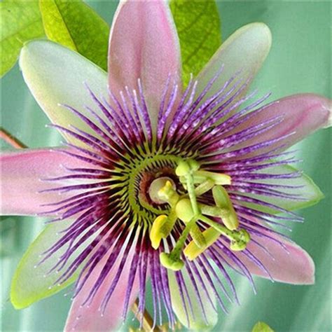 Comparing Rare Flower Seeds Blue Pink Roses Passion Flower And Love In Rose Bush Ordering