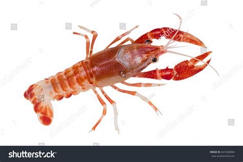 Australian Red Claw Crayfish On Isolated Stock Photo 641038384 ...