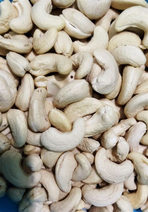 Raw Ivory Organic W Cashew Nuts At Rs Kg In Berhampur Id