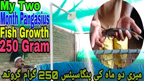 Pangasius Fish 2 Month Growth Biofloc Biofloc Fish Farming Pangasius