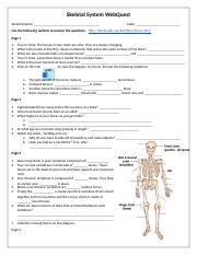 Skeletal System Webquest Docx Skeletal System Webquest Student Name