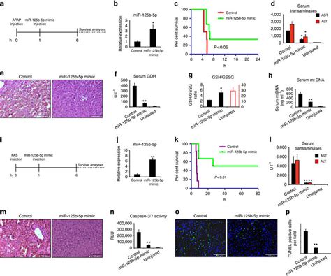 MiR 125b 5p Mimic Delivery Suppresses ALF In Vivo A Schematic