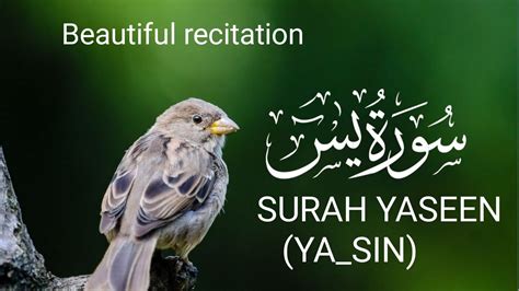 Surah Yasin Yaseen Full With Arabic English Text Beautiful Recitation