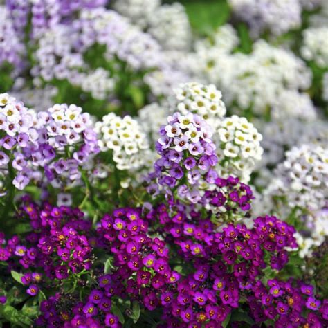 Mixed Sweet Alyssum