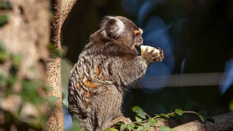 Macaco sagui saiba como criar a espécie no Brasil