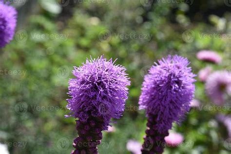 Purple Flowers Of Liatris In The Summer Garden In The Afternoon