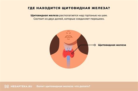 Щитовидная железа симптомы заболевания и его лечение у женщин и мужчин ...