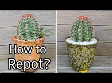 How To Plant A Cactus Without Getting Poked Cactus Plant Repotting