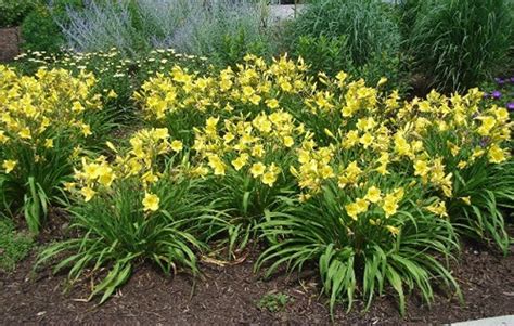 Happy Returns Daylily – treesandplants.com