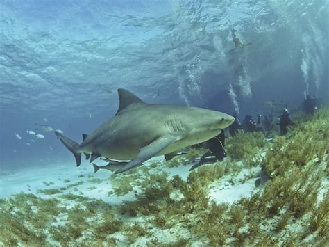 Bull Shark