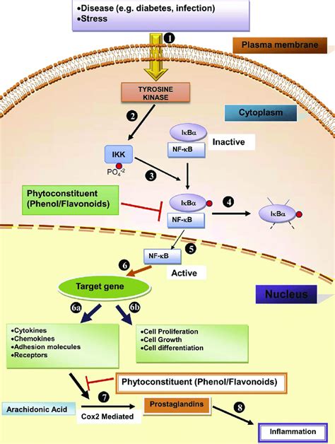 Anti Inflammatory Effect Telegraph