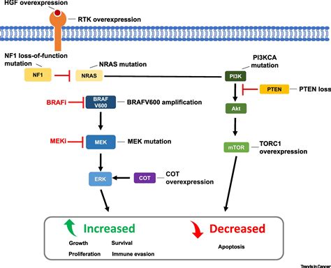 Clinical Development Of BRAF Plus MEK Inhibitor Combinations Trends In