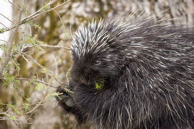 Porcupine feeding on spruce tree - Stock Image - C038/8146 - Science Photo Library