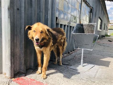 Dogs Of Chernobyl 33 Years After Nuclear Disaster Puppies In