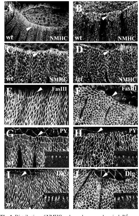 Figure 1 From The Drosophila Tumor Suppressor Gene Lethal 2 Giant