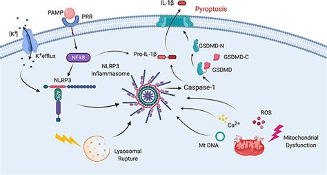 Frontiers The Inflammasome In Times Of Covid 19