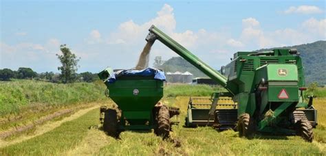 Tubar O Ser Sede Da Abertura Oficial Da Colheita Do Arroz Em Santa