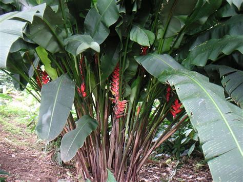 Cultivar Heliconia el Platanillo Guía Paso a Paso para Principiantes