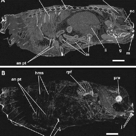 [PDF] Visceral anatomy of ocean sunfish (Mola mola (L., 1758), Molidae ...