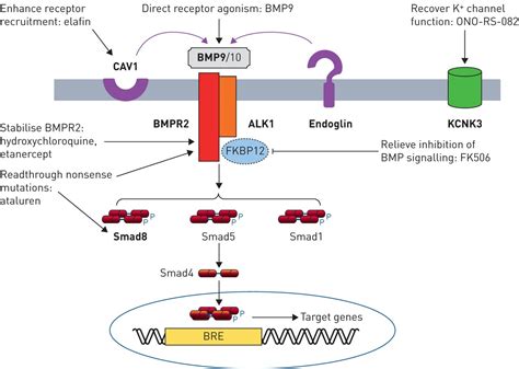 Genetics And Genomics Of Pulmonary Arterial Hypertension European Respiratory Society