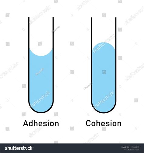 Adhesion Cohesion Water Stock Vector (Royalty Free) 2205686813 | Shutterstock