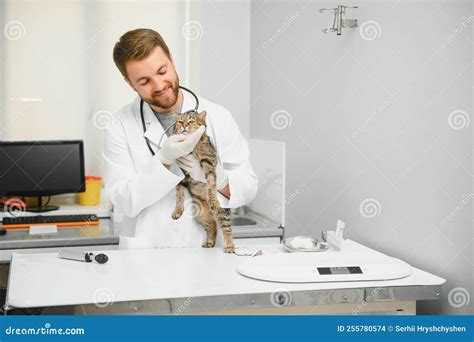 Veterinarian Doctor Checking Cat At A Vet Clinic Stock Photo Image Of