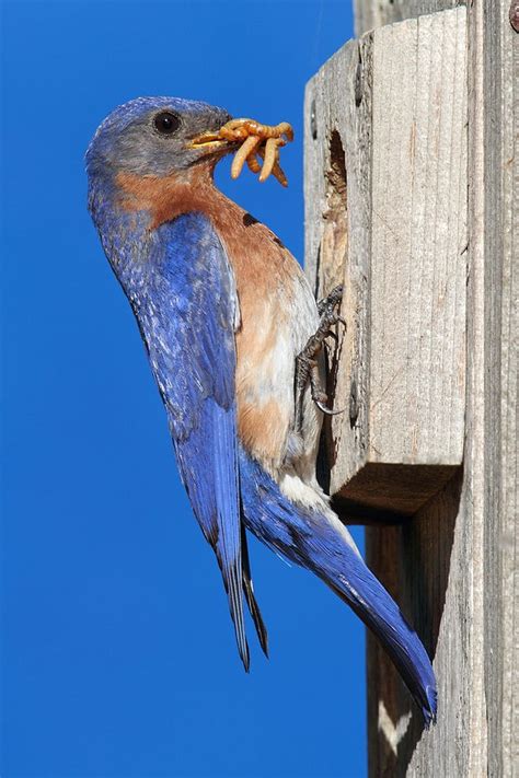 Curious Facts about Bird Nesting and Raising Chicks