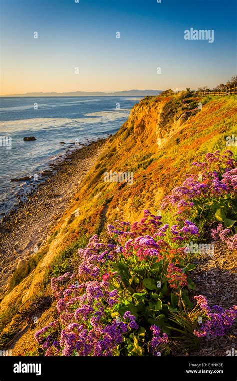 Flowers And View Of The Pacific Ocean From A Cliff At Point Vicente