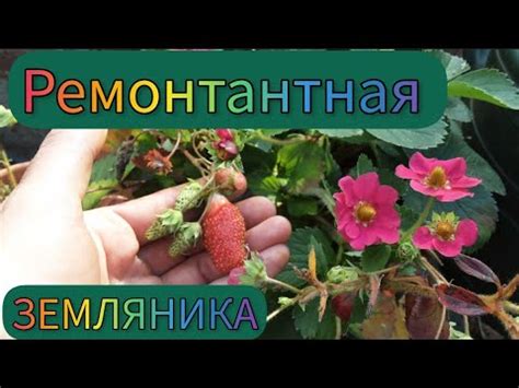 Ремонтантная садовая земляника- мой опыт #дом_сад_мармелад - YouTube