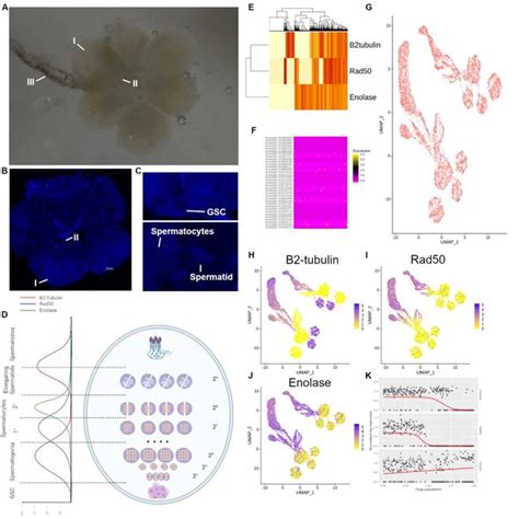 Extraction And Single Cell Sequencing Of Testes From 4 Adult Beetles Download Scientific