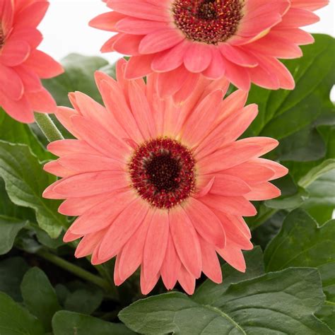 Monrovia Pink Gerbera Daisy In 1 Quart Pot Nursery At