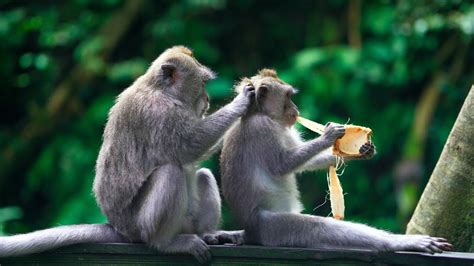 The Art Of Monkey Grooming Balinese Long Tailed Monkeys Youtube