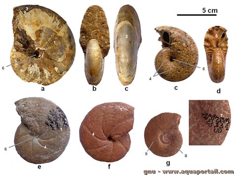 Fossile stratigraphique définition et explications