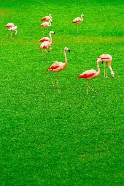 Beautiful Flamingo Group Walking On The Grass In The Park Free Photo