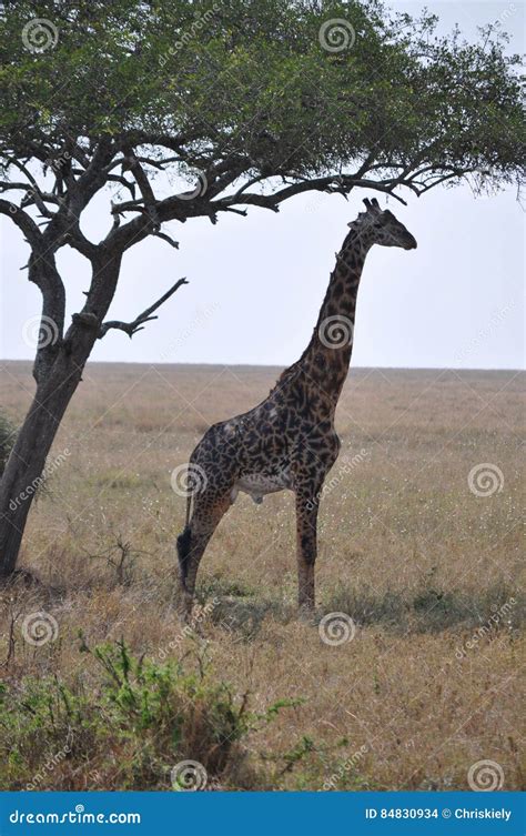 Giraffe In The Fields Stock Photo Image Of Yellow Tree 84830934