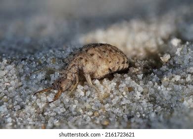 393 Antlion Larvae Images, Stock Photos, 3D objects, & Vectors ...