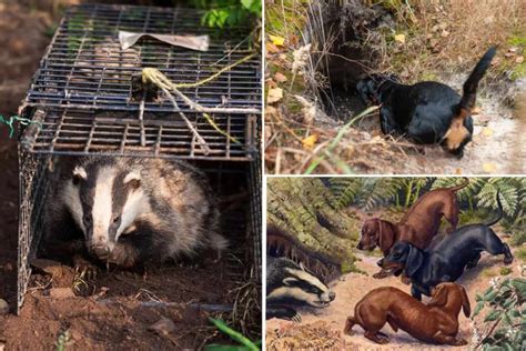 Where Do Badgers Live? - Exploring the badger Habitat