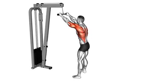 Straight Arm Pulldown - Video Guide | Lyfta