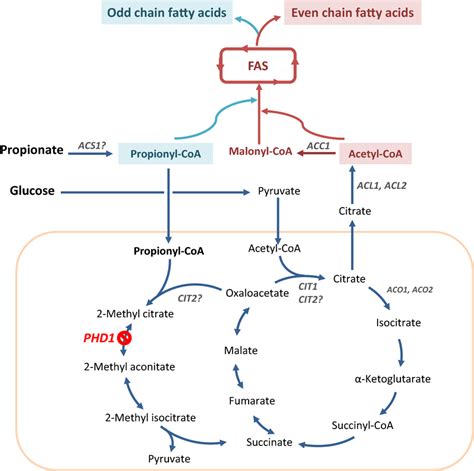 Fatty Acid Pathway